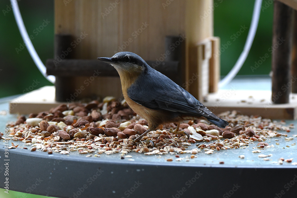 Fototapeta premium Sperber