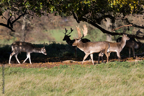 The Fallow Deer of Charlecote Park