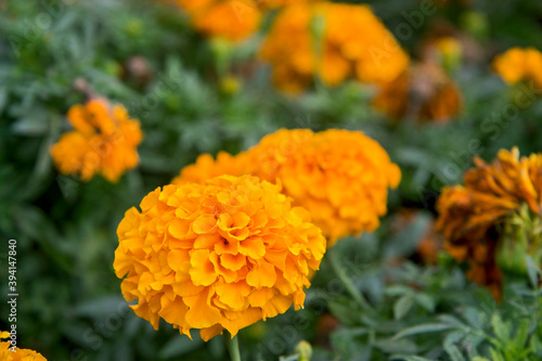 Orange marigolds aka tagetes erecta flower closeup on the flowerbed