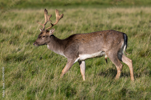 The Fallow Deer of Charlecote Park