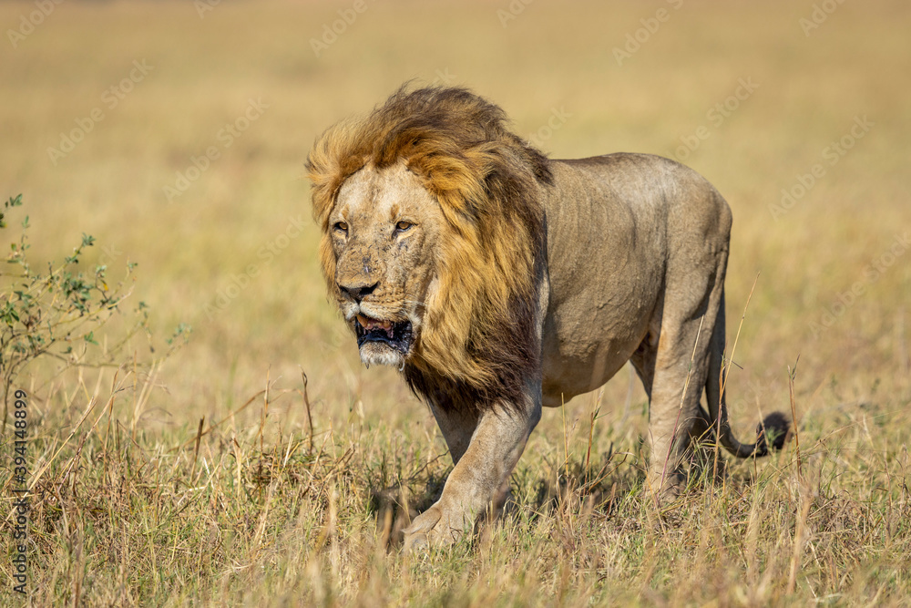 Male lion with a large mane walking in Savuti Reserve in Botswana Male lion with a large mane walking in Savuti Reserve in Botswana