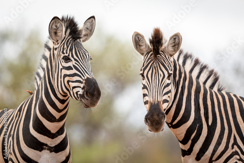 Two zebras standing in Kruger Park in South Africa