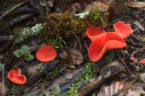 Scharlachrote Kelchbecherling (Sarcoscypha coccinea)