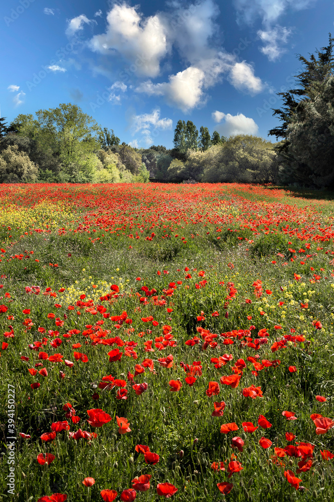 FIELD OF POPPIES AND BLUE SKY