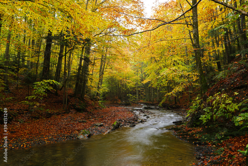 Obraz premium Waterfall in the autumn beech forest.