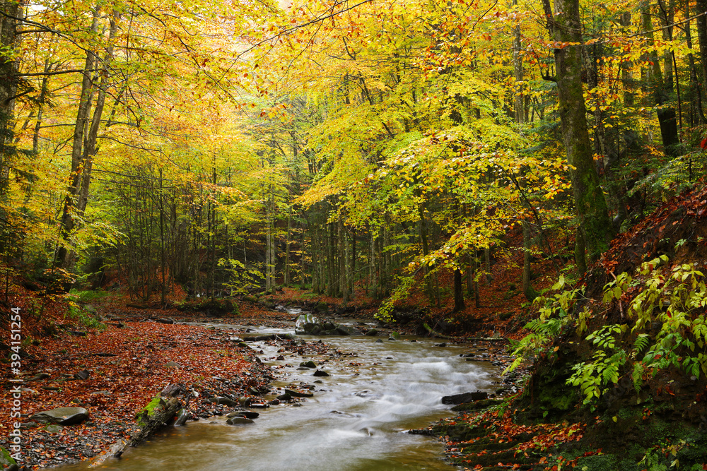 Obraz premium Waterfall in the autumn beech forest.