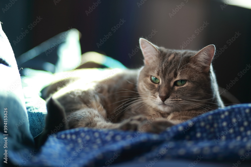 Cute fluffy gray tabby cat with beautiful green eyes resting on a couch, looking at the camera.