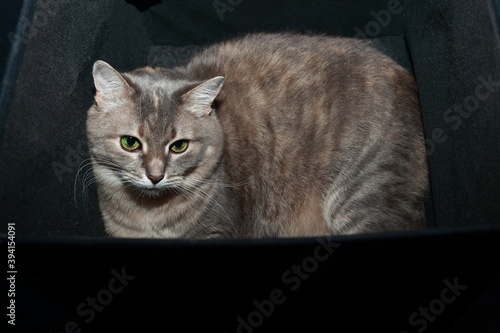 Cute gray tabby cat with green eyes, laying in a black box for linen.
