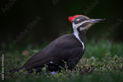 Female Pileated Woodpecker Looking Up Whilst Foraging for Bugs In Pottersville, NJ, USA