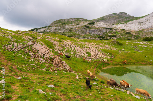 Mountain landscape with a lake and cows. Austria Alps plateau, near Achensee austria
