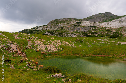 Mountain landscape with a lake and cows. Austria Alps plateau  near Achensee austria