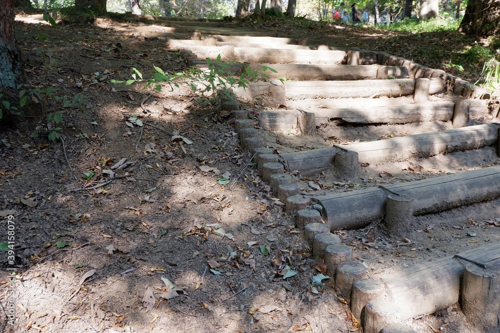 国営武蔵丘陵森林公園の木と葉 国営武蔵丘陵森林公園の木と葉