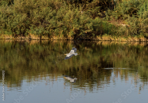 Grey Heron on a pond in an early autumn morning near Zikhron Ya akov  Israel. 