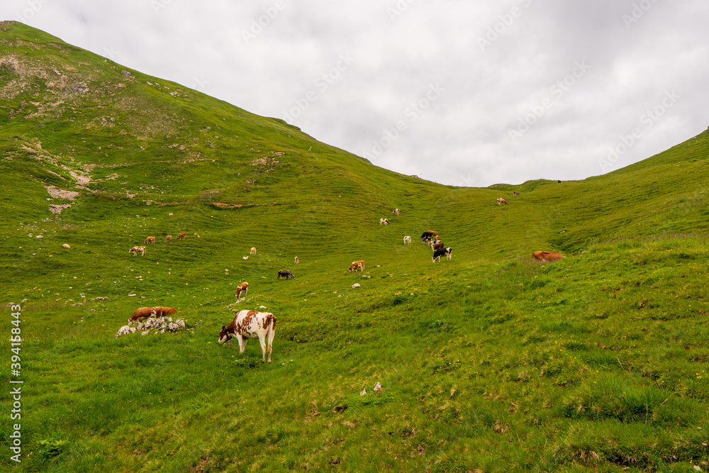 The Cow on grass in mountain alps, austria europe