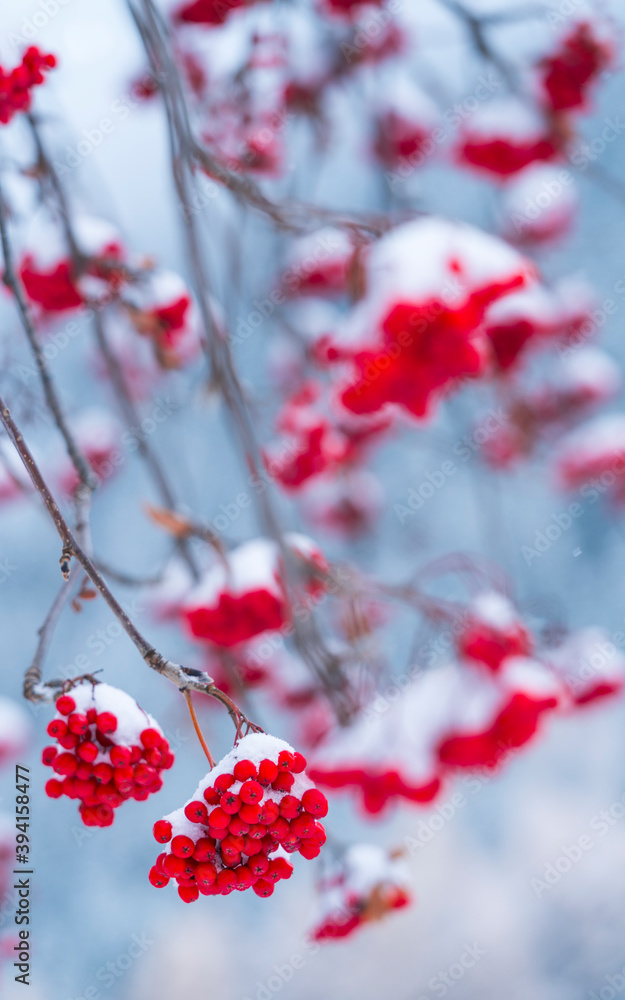 Fruits of Rowan or mountain-ash (Sorbus aucuparia), Corvara in Badia, Dolomites, Unesco World Heritage Site, Italy, Europe Fruits of Rowan or mountain-ash (Sorbus aucuparia), Corvara in Badia, Dolomites, Unesco World Heritage Site, Italy, Europe