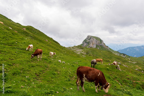 The Cow on grass in mountain alps, austria europe