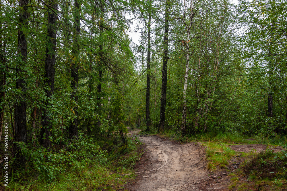 Green forest with pines and trees and larch. Path through wood. Autumn on the north with blue sky above Green forest with pines and trees and larch. Path through wood. Autumn on the north with blue sky above