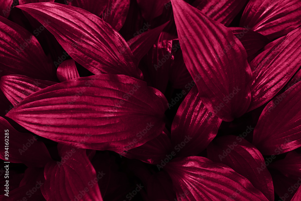 Glossy leaves colored in pink shade.Beautiful abstract background,copy space.Natural backdrop.Low key photography.