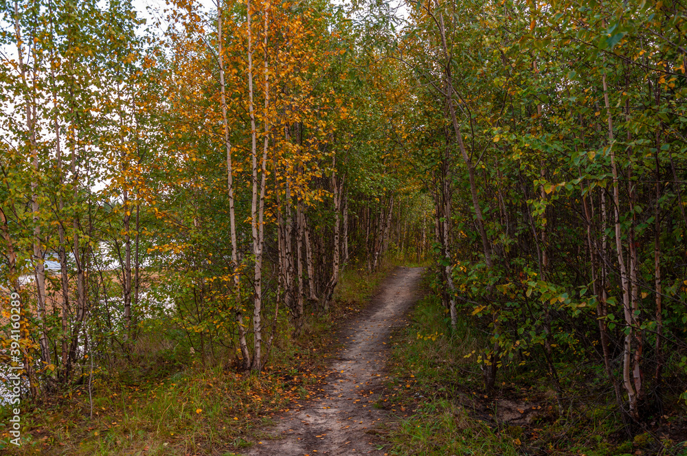 Green forest with pines and trees and larch. Path through wood. Autumn on the north with blue sky above Green forest with pines and trees and larch. Path through wood. Autumn on the north with blue sky above