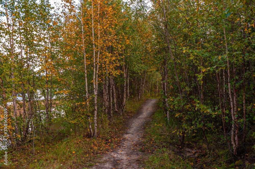 Green  forest with pines and trees and larch. Path through wood. Autumn on the north with blue sky above