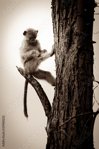 baboon in a tree, baboon