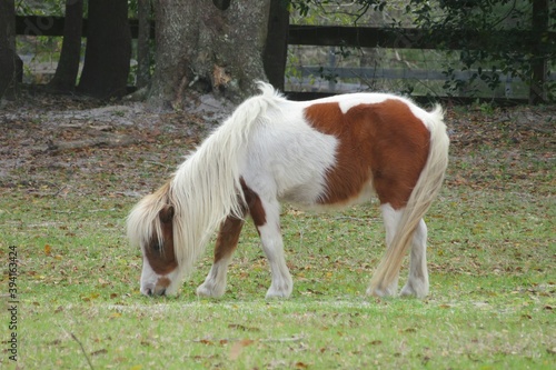 Canvas Print Shetland pony horse eating grass on Florida farm