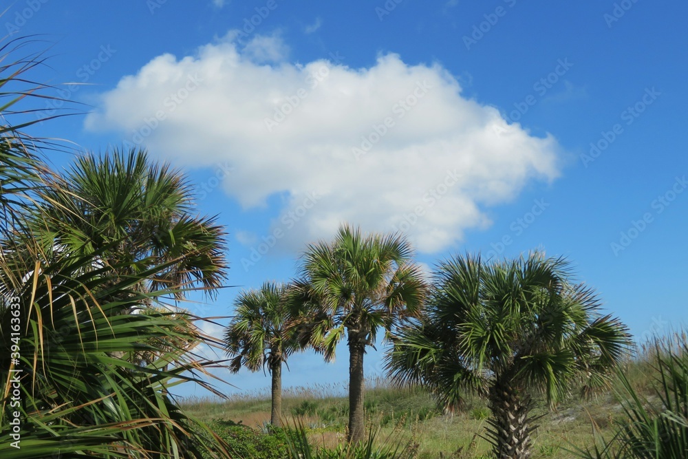 Obraz premium Palm trees on the beach in Florida