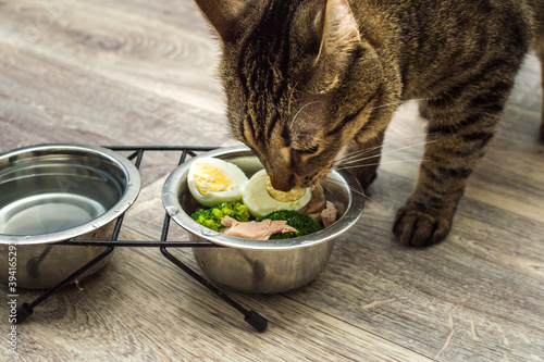hungry cat eats fresh natural food. Cat food and diet concept