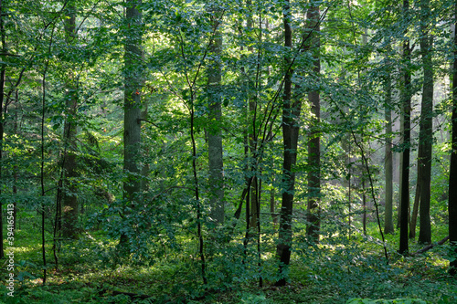 Fototapeta Naklejka Na Ścianę i Meble -  Sunbeam entering rich deciduous forest