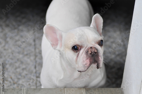 dog, white french bulldog © jobrestful