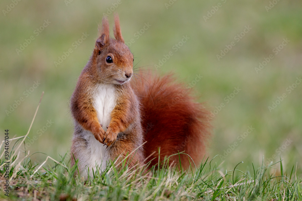 Eichhörnchen (Sciurus vulgaris) Eichhörnchen (Sciurus vulgaris)