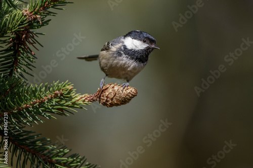 Tannenmeise (Periparus ater) photo