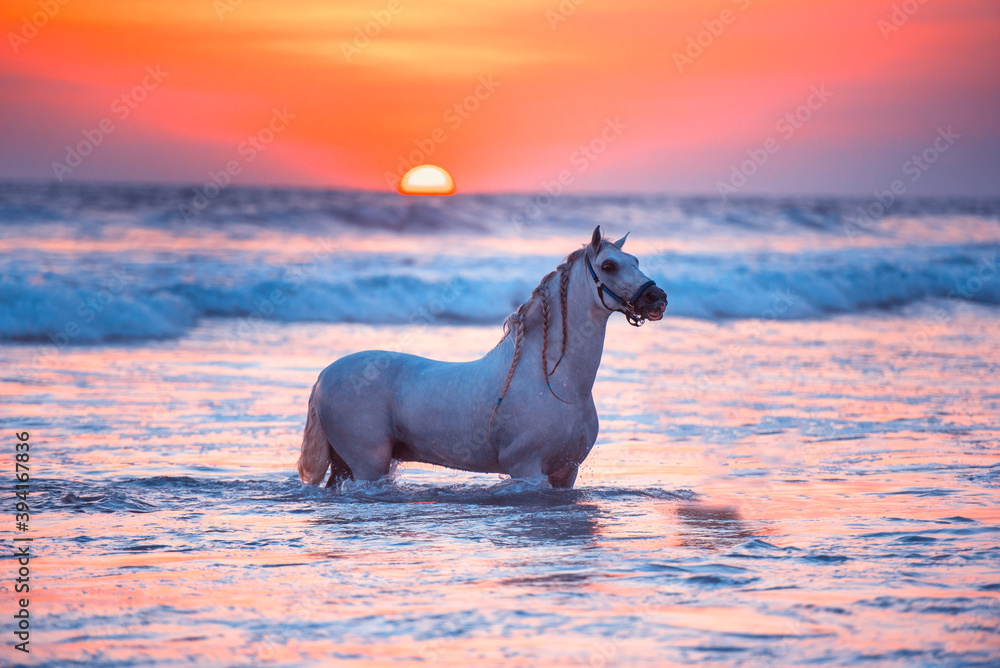 Hermoso caballo en las playas de Barra Vieja Acapulco al atardecer. - obrazy, fototapety, plakaty 