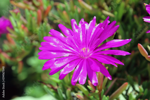 Fiore di Drosanthemum Hispidum photo