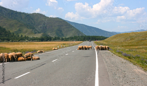 Steppe on a summers day with mountains and standing sheeps. Banner size with copy space. 