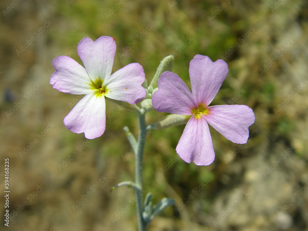 Silver Sea Stock (Malcolmia littorea) Silver Sea Stock (Malcolmia littorea)
