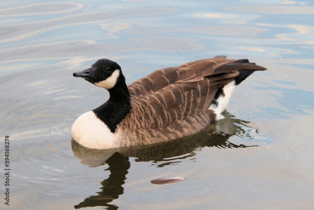 Fototapeta premium A Canada Goose on the water