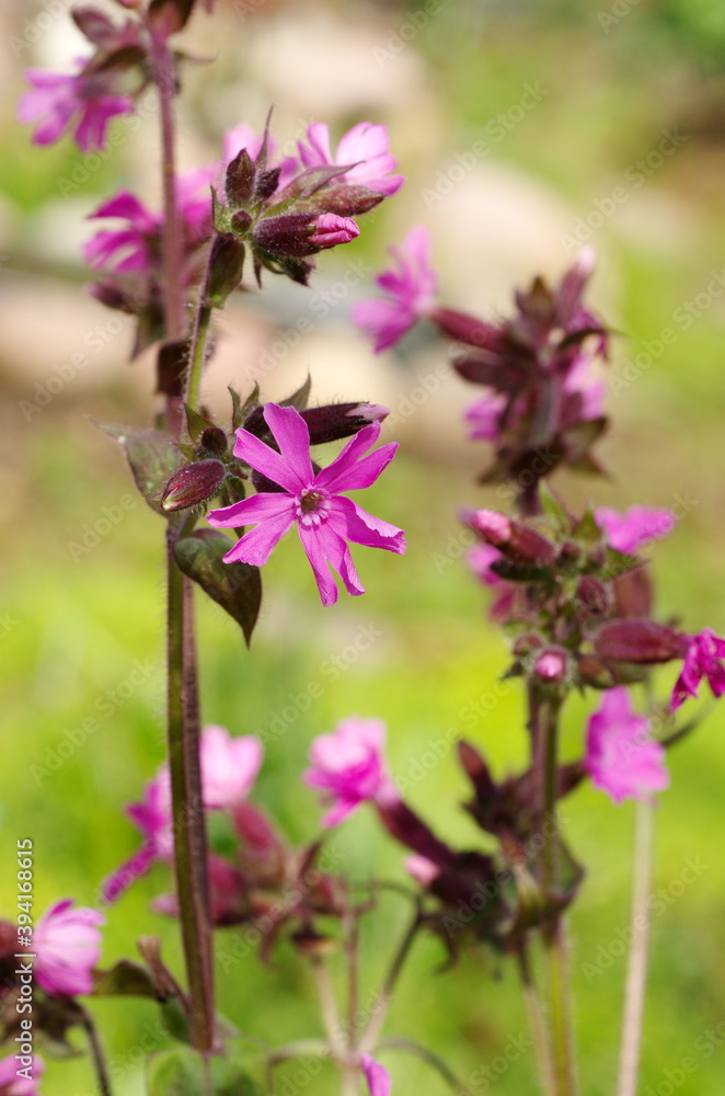 Silene dioica blooms on a summer day