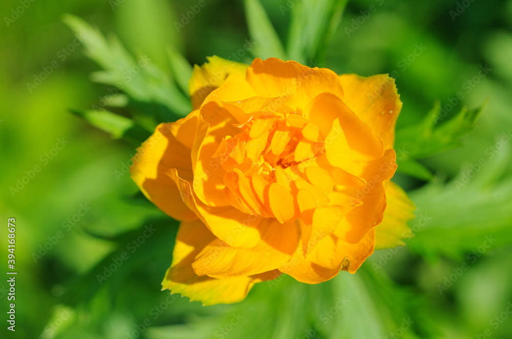 Orange flower Trollius Asiaticus close up Orange flower Trollius Asiaticus close up