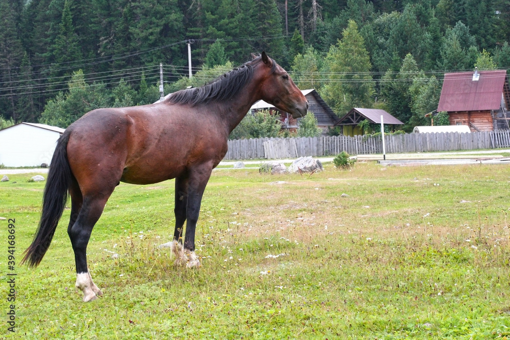 Obraz premium Beautiful brown horse eating grass and hay in meadow and green field in summertime. copy space. Altai, Russia, Teletskoye lake