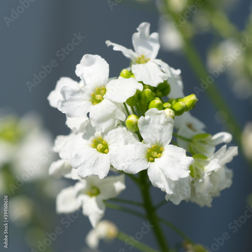 Flowering horseradish (lat. Armoracia rusticana) close-up