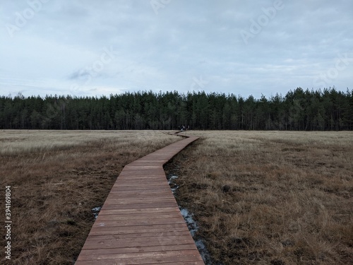 boardwalk in the forest © Nikita