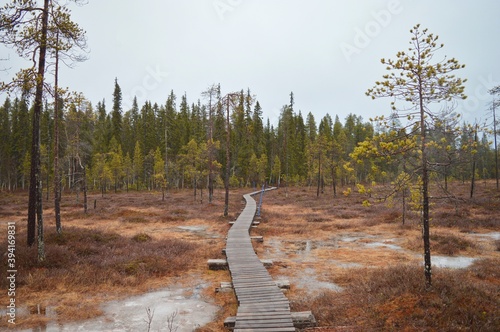 Misty day in Pyhä Luosto National park, trails, trees and swamps