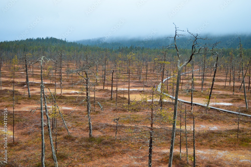 Obraz premium Misty day in Pyhä Luosto National park, trails, trees and swamps
