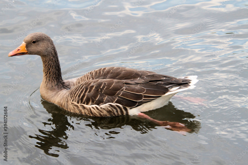 A close up of a Greylag Goose A close up of a Greylag Goose