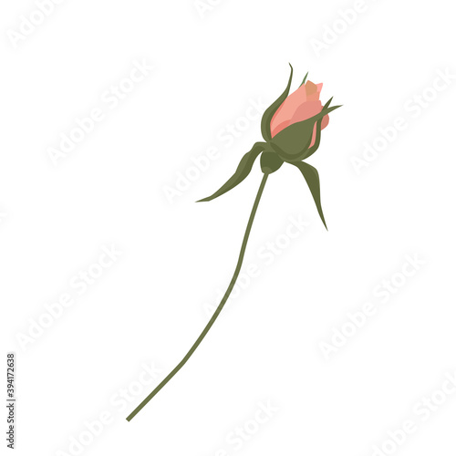 Vector illustration of one small unopened rose bud gently pink. Shabby chic flower head with petals for labels, cards and wedding invitations