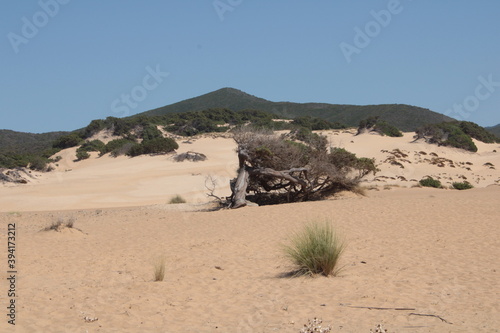 il ginepro centenario sulle dune di piscinas