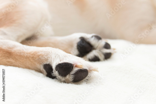 Dog paws, the theme of pet care.