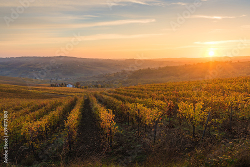 Sun rising on oltrepo pavese hills orange colored vineyard during autumn foliage