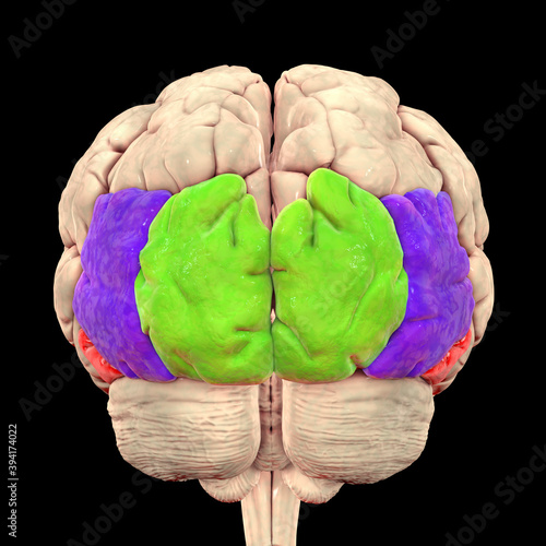 Tableau sur toile Human brain with highlighted occipital gyri